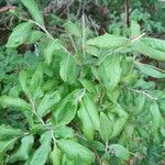 Vaccinium myrtilloides Leaf