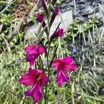 Gladiolus illyricus Blomst