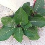 Ficus lutea Blad