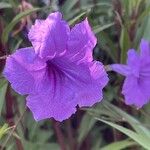 Ruellia simplex Blüte