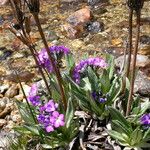 Primula macrophylla Habitus