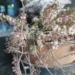 Plectranthus prostratus 花