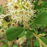 Terminalia prunioides Flower