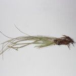 Carex esenbeckii 其他