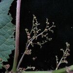 Laportea bulbifera Alkat (teljes növény)