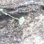 Helichrysum glumaceum 花