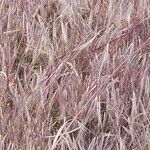 Bromus diandrus Flower