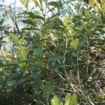 Nothofagus aequilateralis Tabia