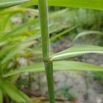 Spodiopogon sibiricus 樹皮