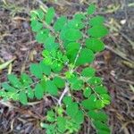 Phyllanthus niruri 葉