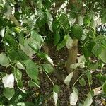 Cornus rugosa Feuille