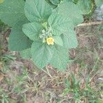 Sida cordifolia 葉