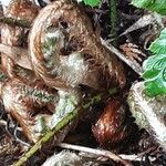 Polystichum polyblepharum Hoja