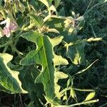 Solanum dimidiatum برگ