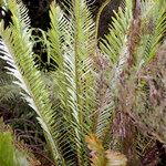 Blechnum tabulare عادت