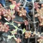 Arenaria serpyllifolia 花