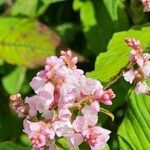 Persicaria campanulata Flower