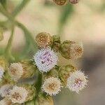 Pluchea dioscoridis Blüte