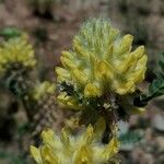 Astragalus alopecurus 花