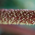 Gunnera insignis Bark