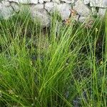 Juncus acutiflorus ശീലം