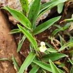 Commelina africana Virág