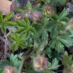 Potentilla heptaphylla Blad