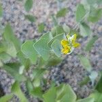 Coronilla scorpioides Flower