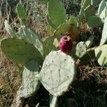 Opuntia ficus-indica Плід