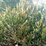 Euphorbia antiquorum Leaf