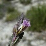 Polygala rupestris 花