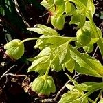 Helleborus foetidusHabitus