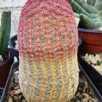 Echinocereus rigidissimus 叶