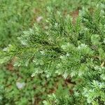 Juniperus horizontalisFolha