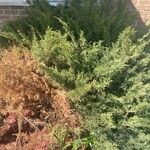 Juniperus virginianaFrunză