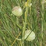 Gomphocarpus integer Fruit