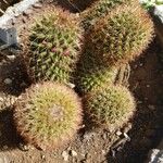 Mammillaria backebergiana Frunză