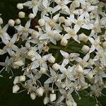 Cornus sericea 花