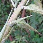 Pitcairnia megasepala Kôra