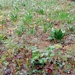 Leucojum vernum Yeri