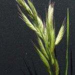 Bromus lanceolatus Květ