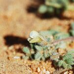 Astragalus eremophilus