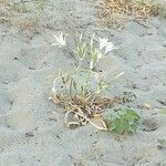 Pancratium maritimum Flower