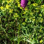 Anacamptis pyramidalisΣυνήθη χαρακτηριστικά