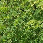 Lathyrus niger Hoja