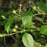 Manettia reclinata Leaf