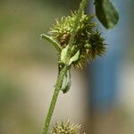 Medicago minima Frutto