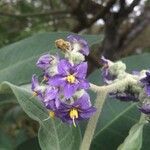 Solanum mauritianum Квітка
