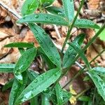 Trifolium alpestre Листок