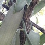 Vanilla planifolia Φλοιός